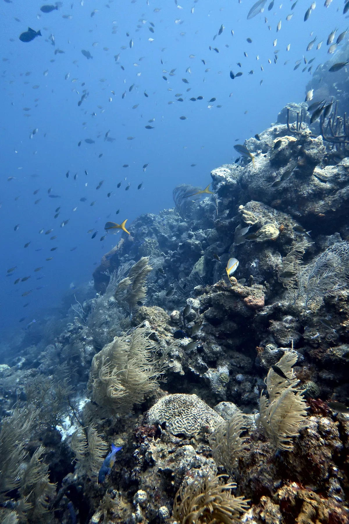Yellowtail Snapper