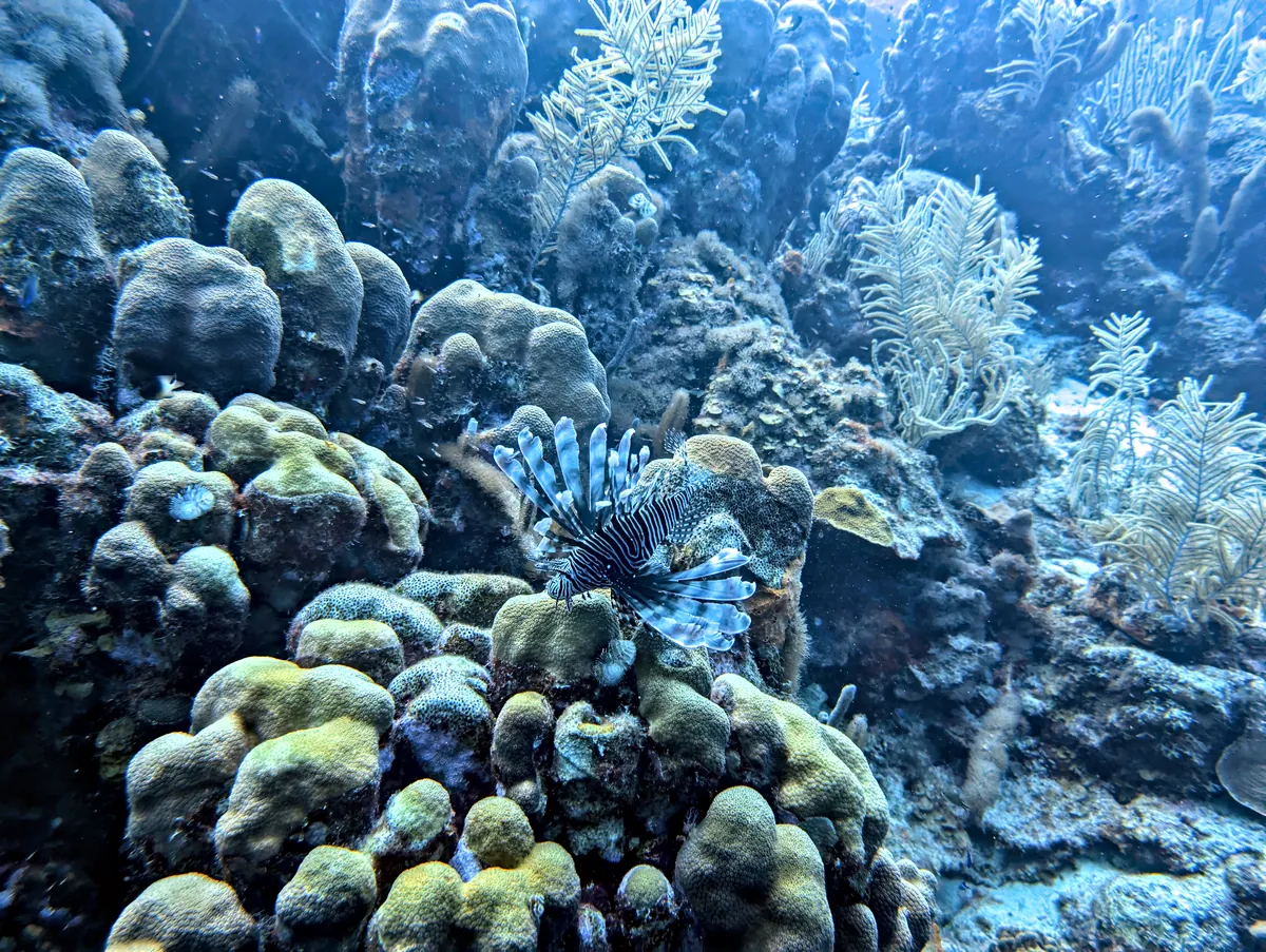 Red Lionfish