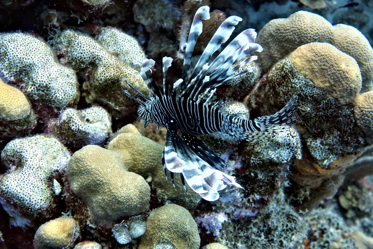 Red Lionfish