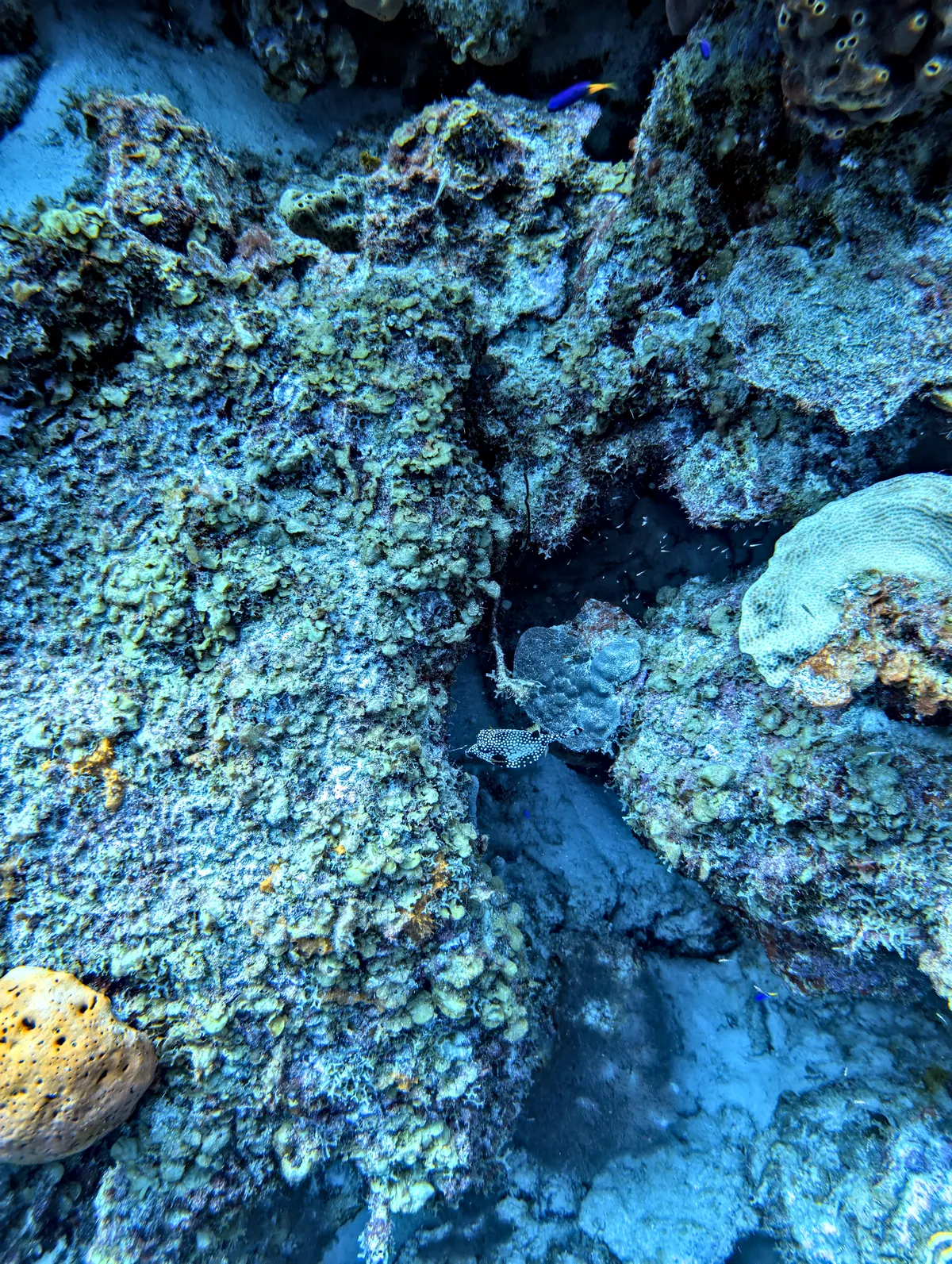 Smooth Trunkfish