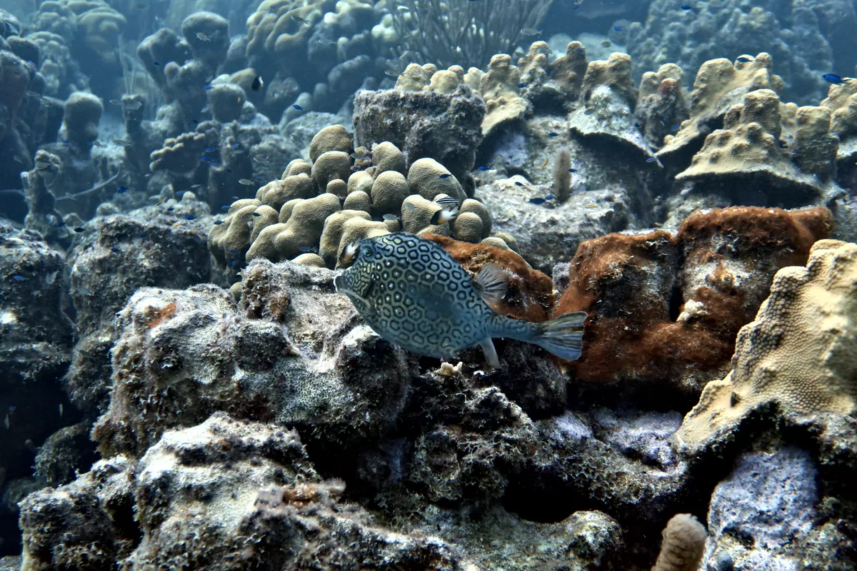 Honeycomb Cowfish