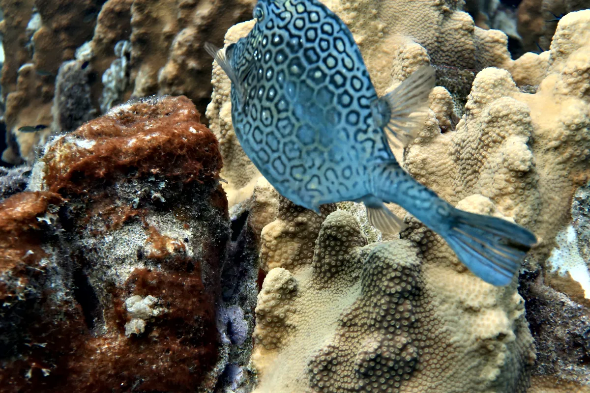 Honeycomb Cowfish