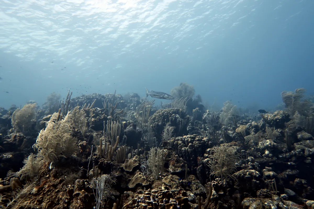 Great Barracuda
