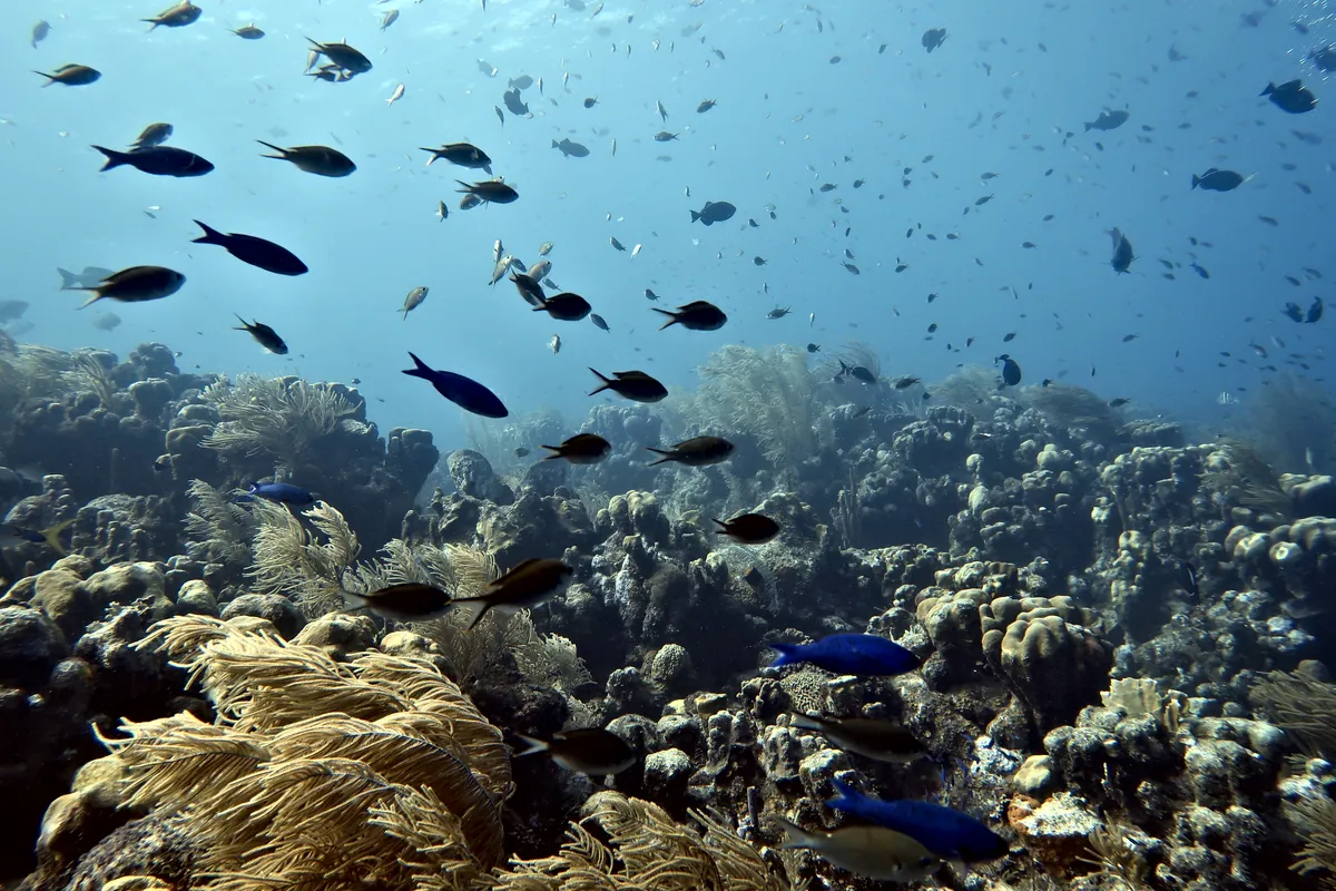 Blue Chromis