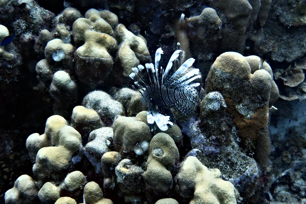Red Lionfish