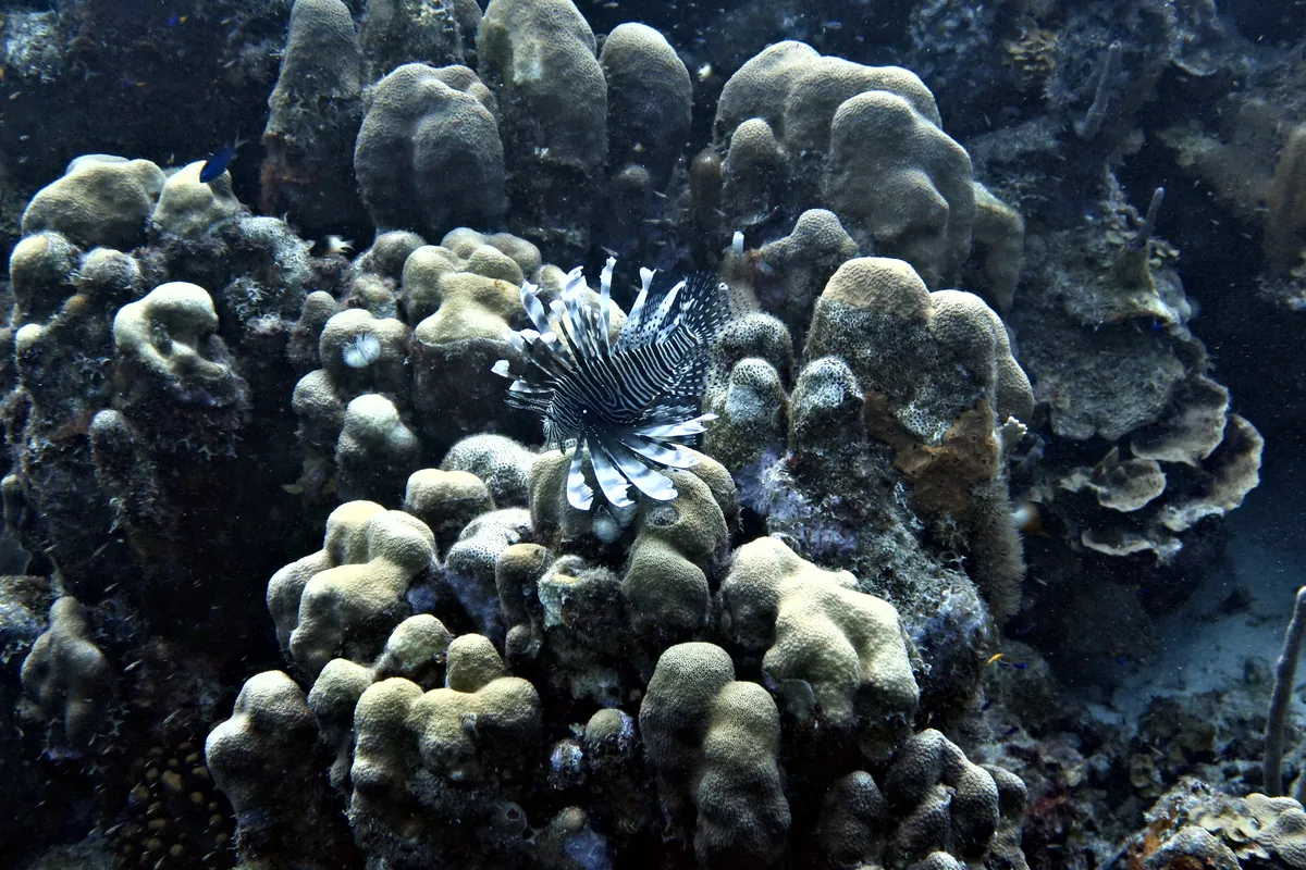 Red Lionfish