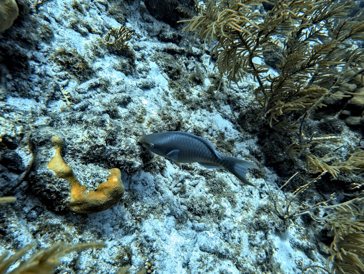 Queen Parrotfish