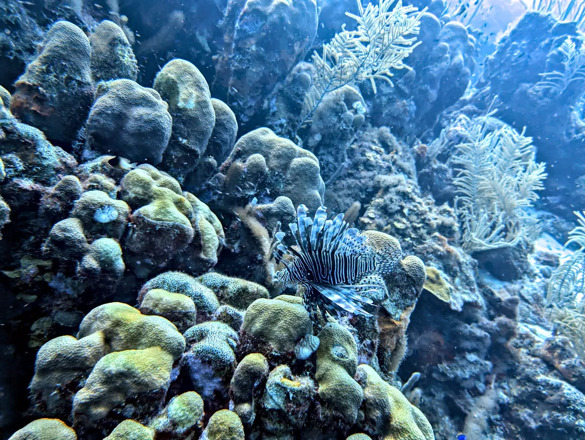 Red Lionfish