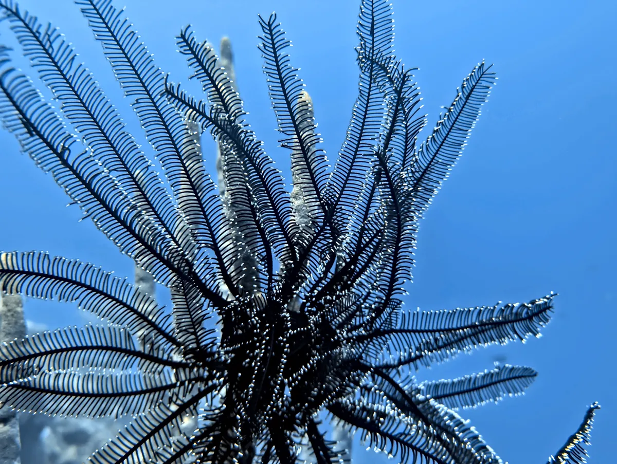 Black and white crinoid