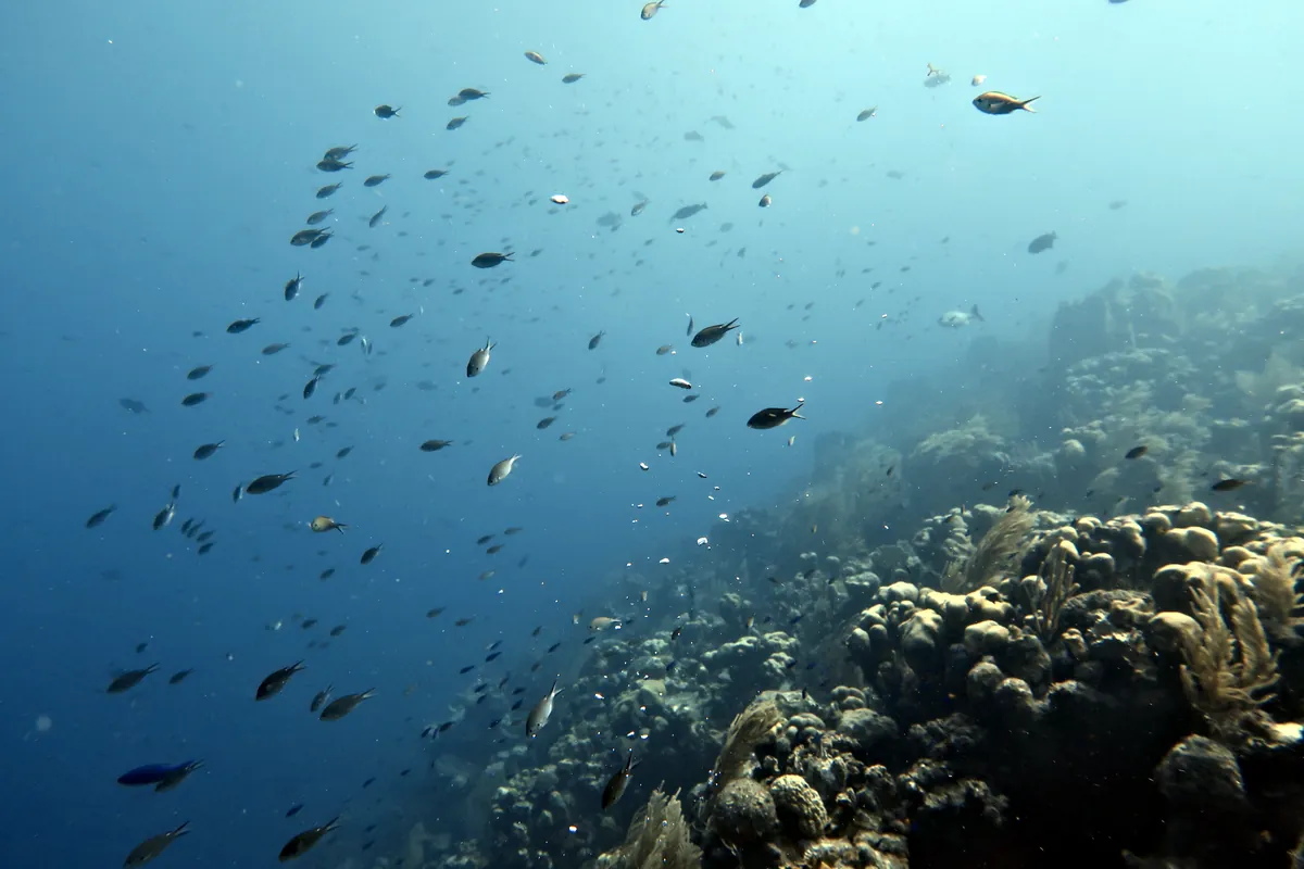 Brown Chromis