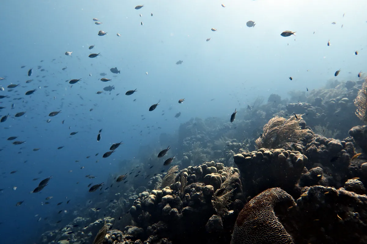 Brown Chromis
