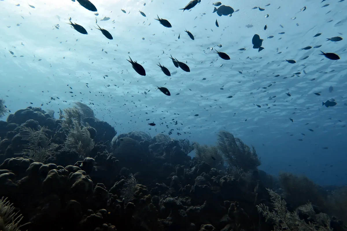 Blue Chromis