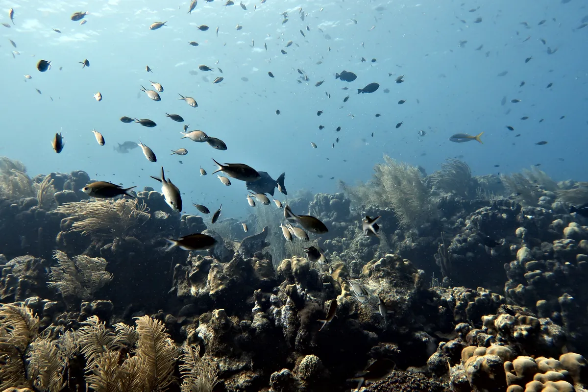 Brown Chromis