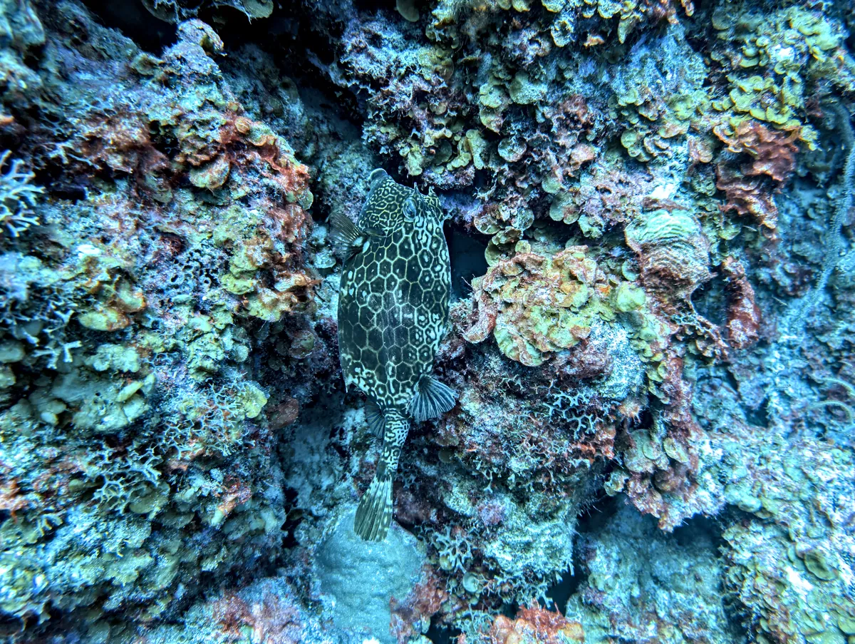 Honeycomb Cowfish