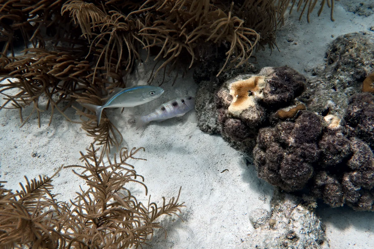 Spotted Goatfish