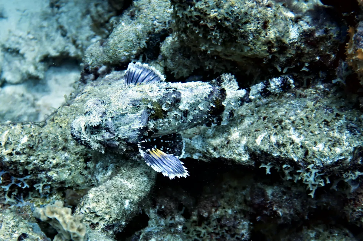 Spotted Scorpionfish