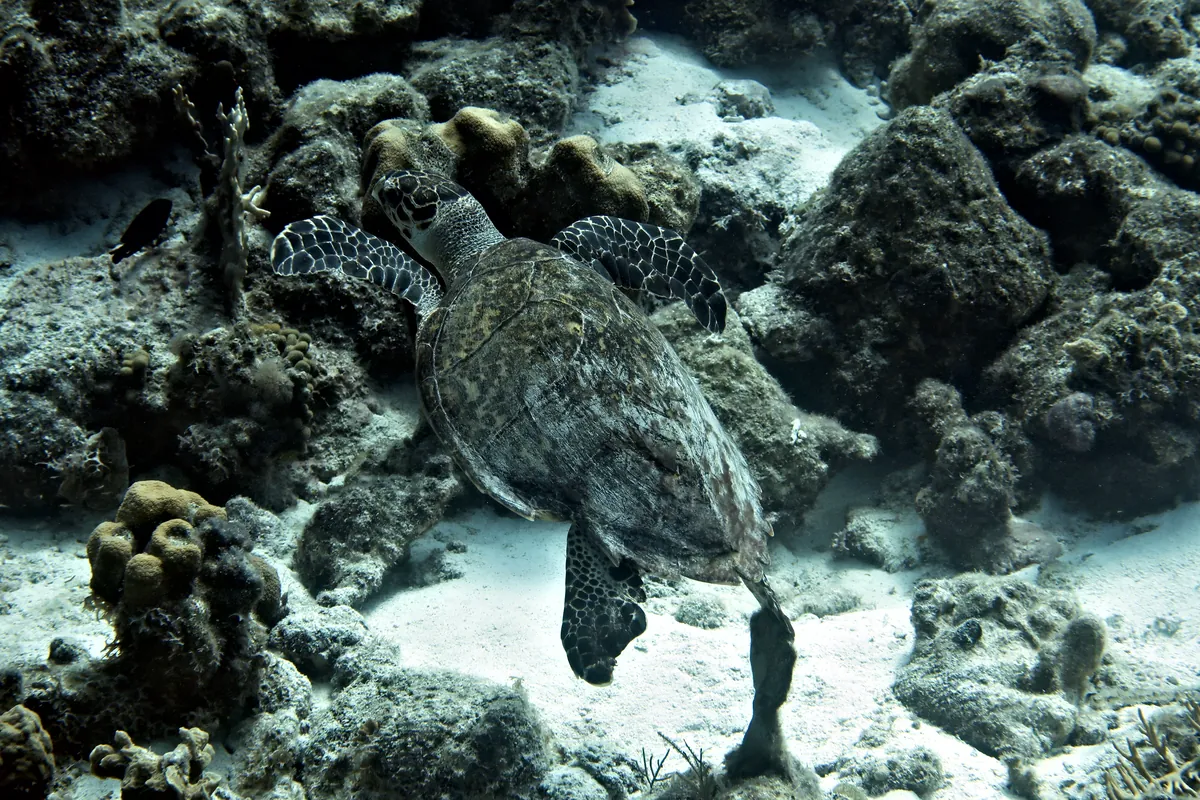 Hawksbill Sea Turtle