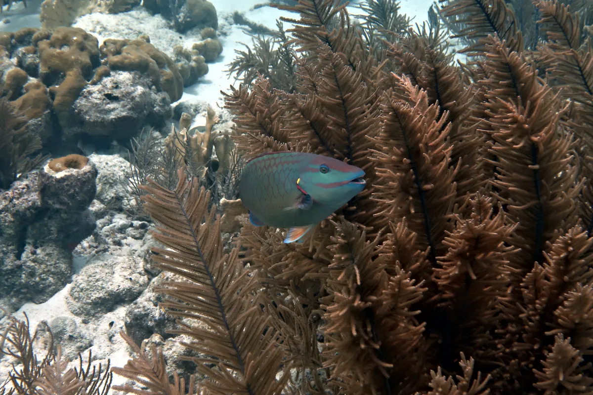 Stoplight Parrotfish