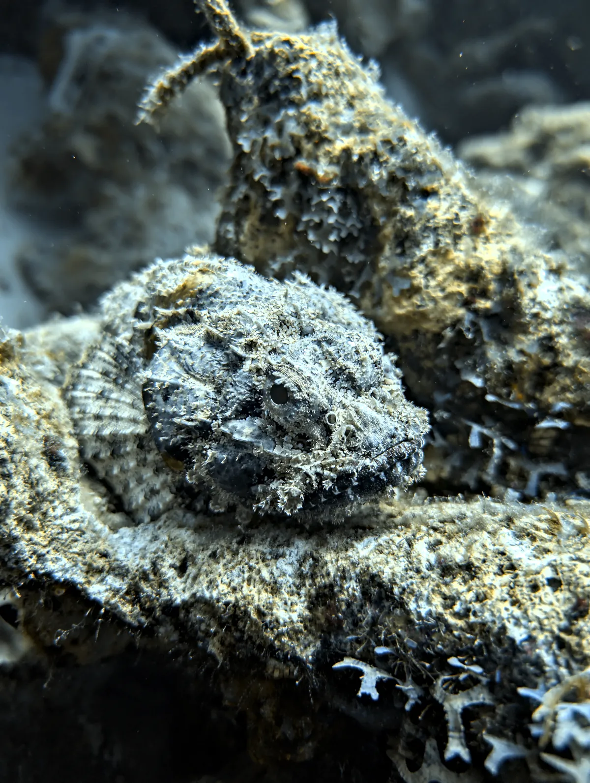 Spotted Scorpionfish