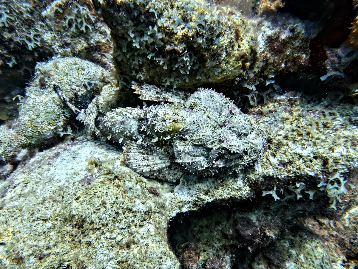 Spotted Scorpionfish