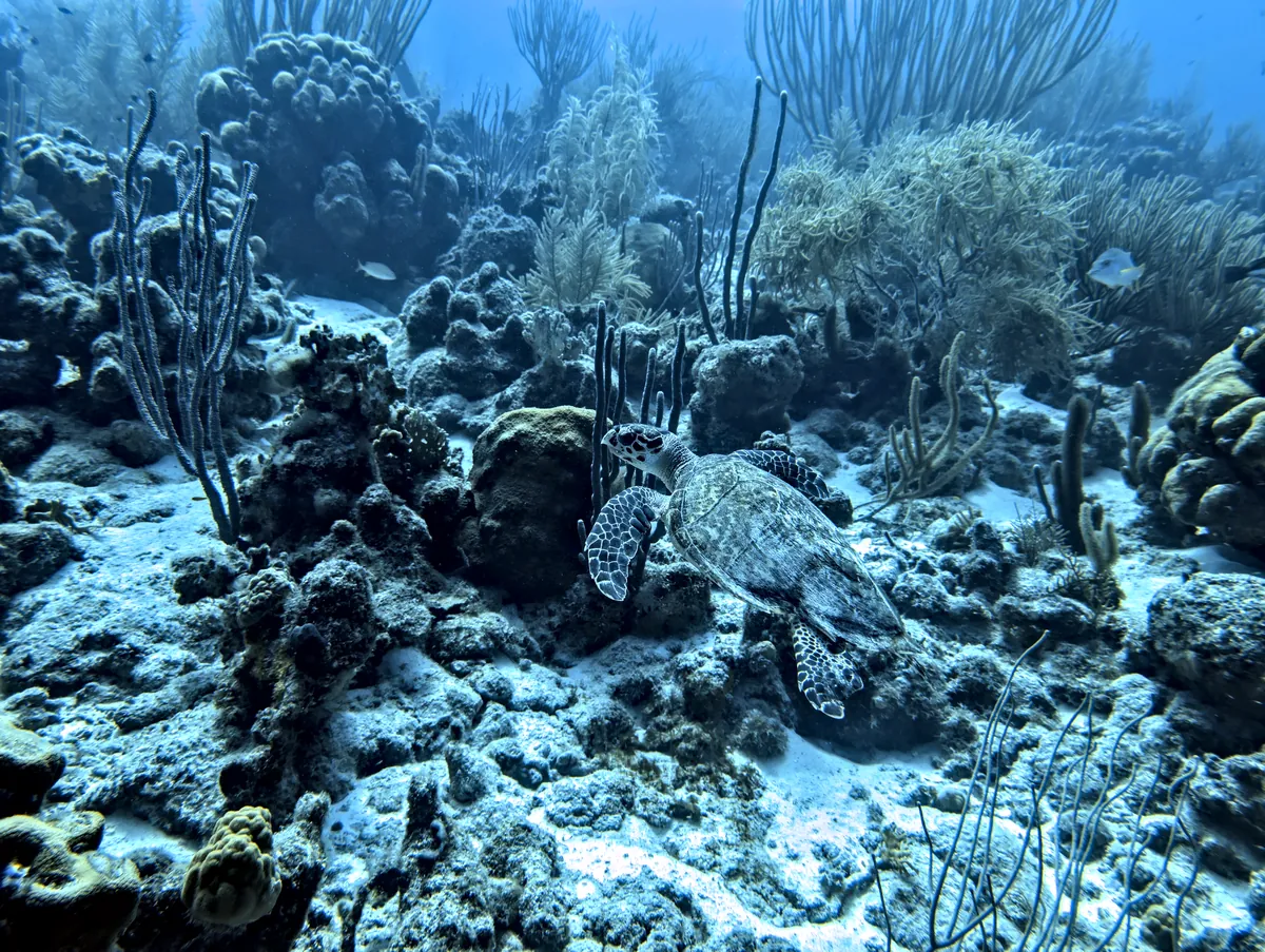 Hawksbill Sea Turtle