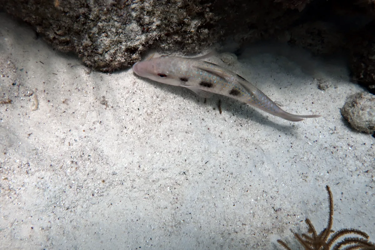 Spotted Goatfish
