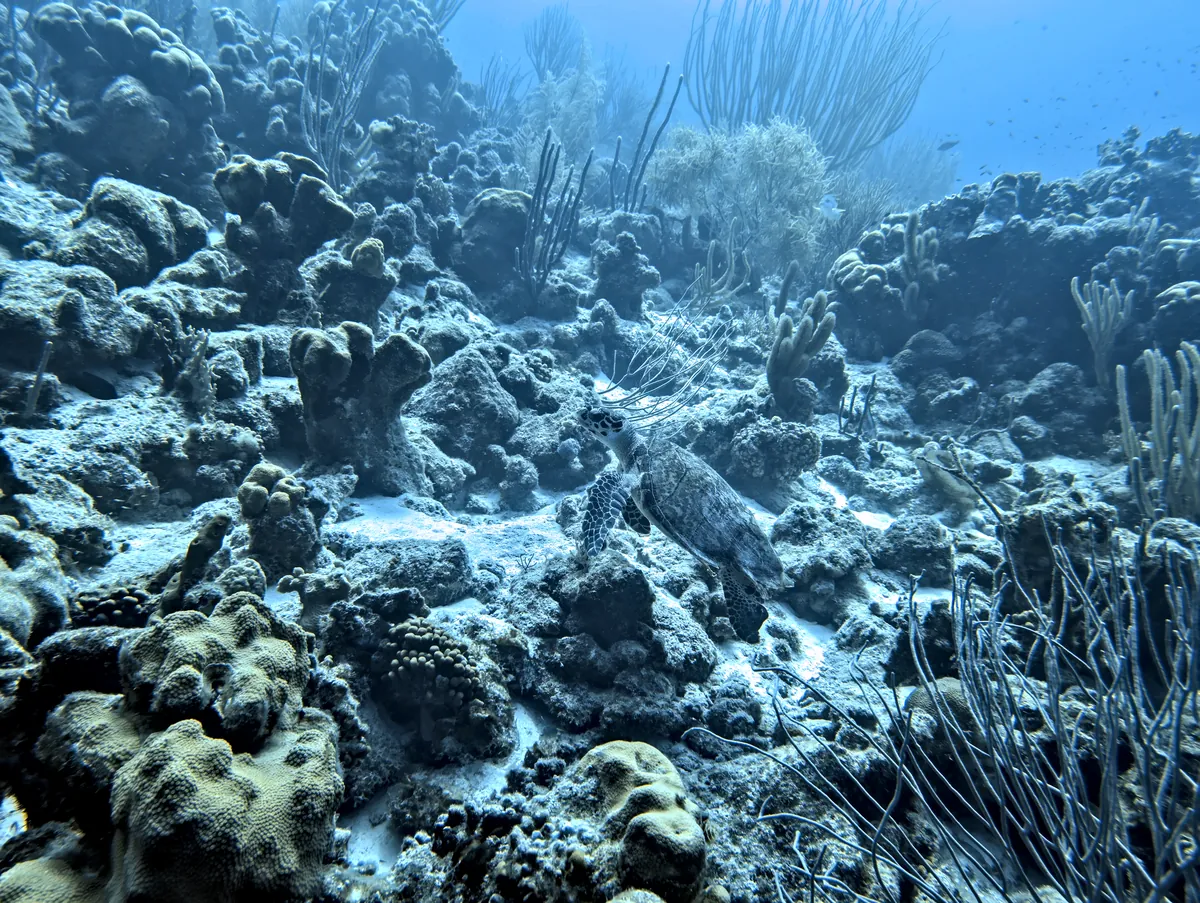 Hawksbill Sea Turtle