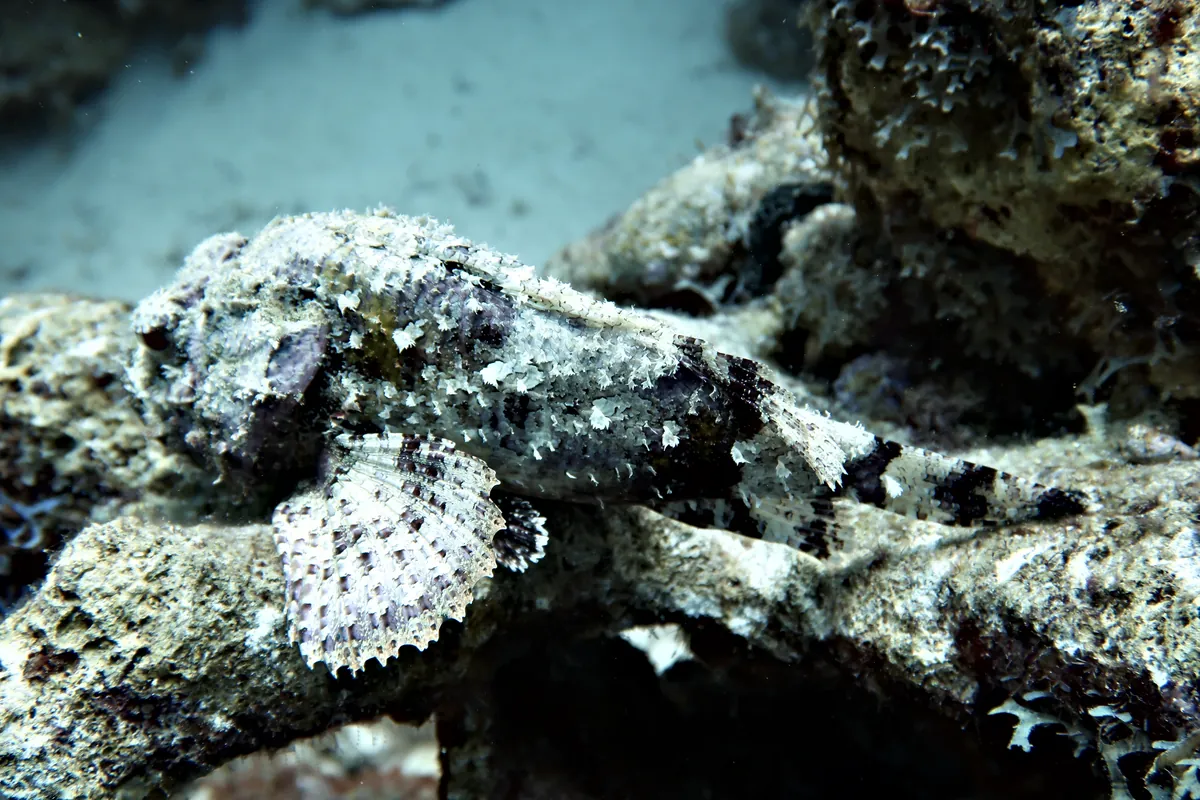 Spotted Scorpionfish