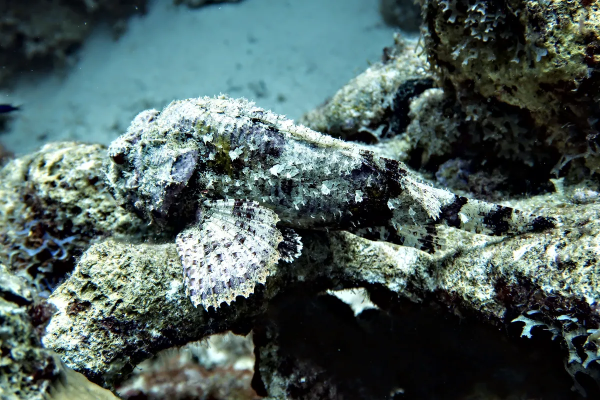 Spotted Scorpionfish