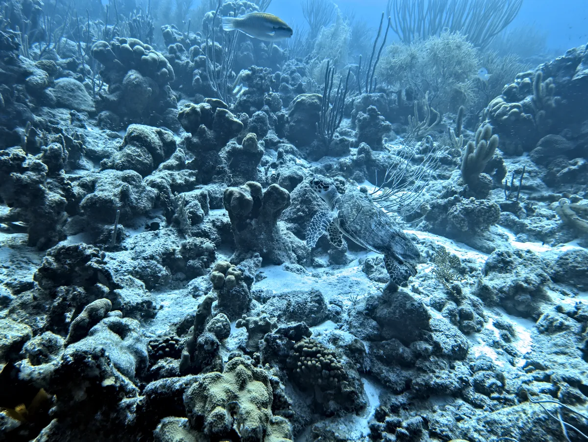Hawksbill Sea Turtle