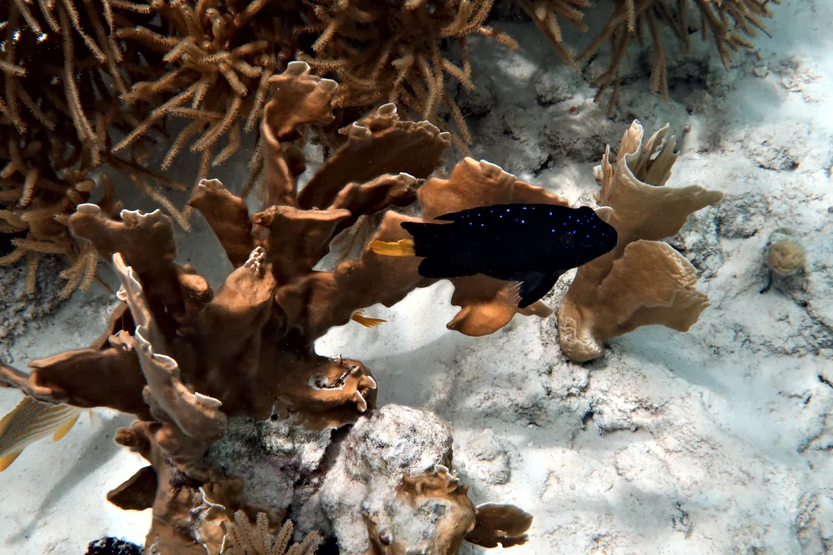 Yellowtail Damselfish