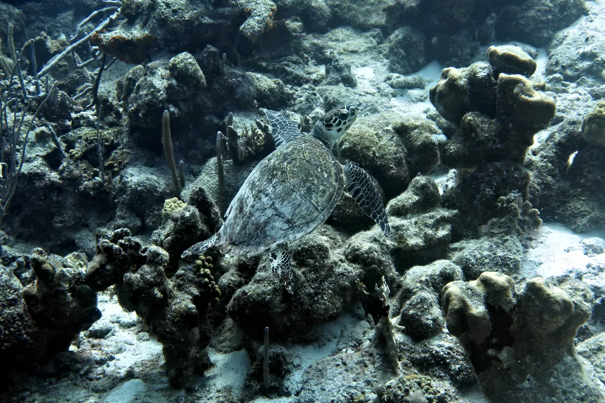 Hawksbill Sea Turtle