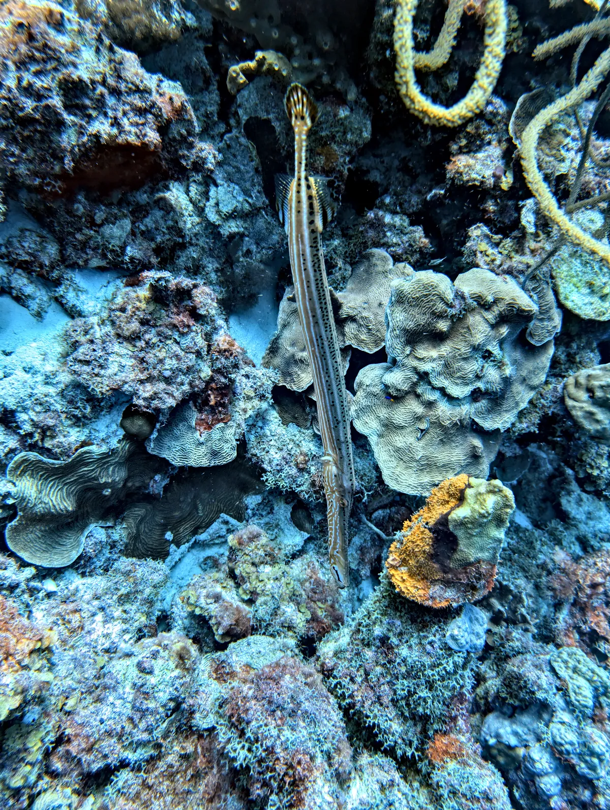 Trumpetfish
