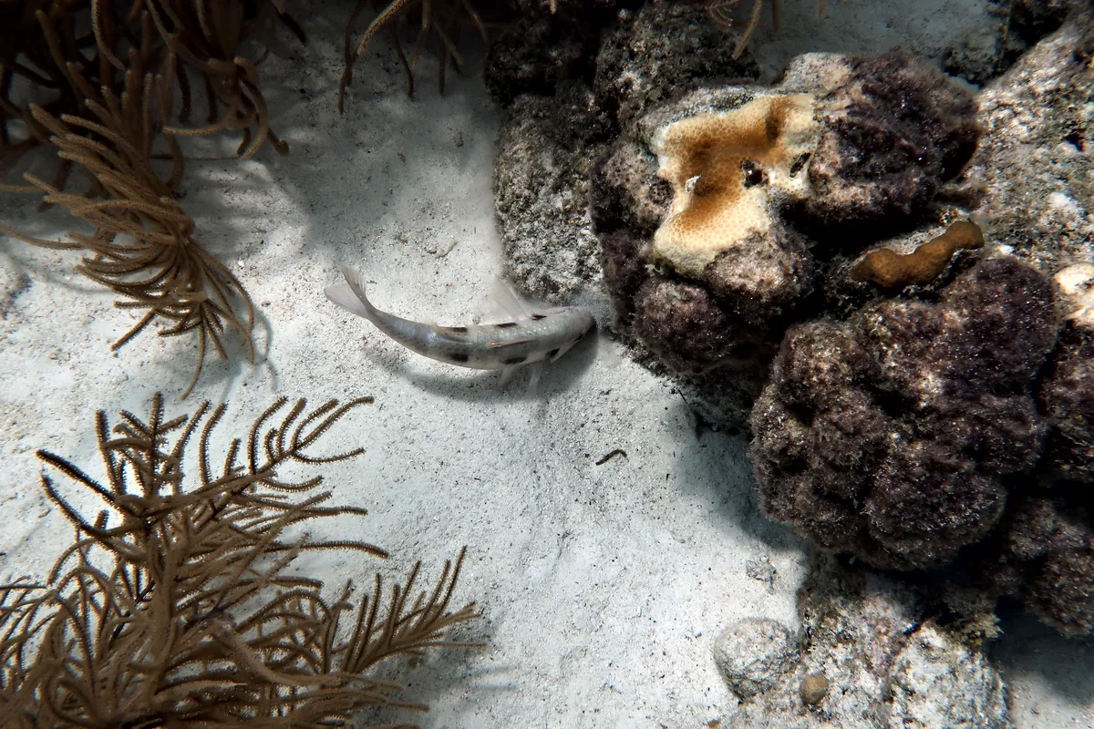 Spotted Goatfish