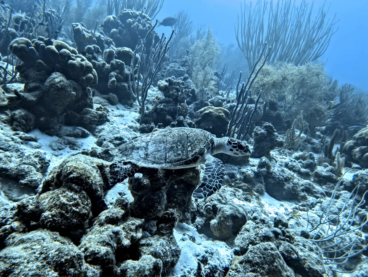 Hawksbill Sea Turtle