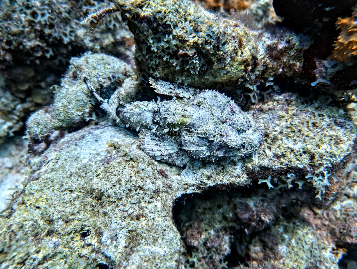 Spotted Scorpionfish