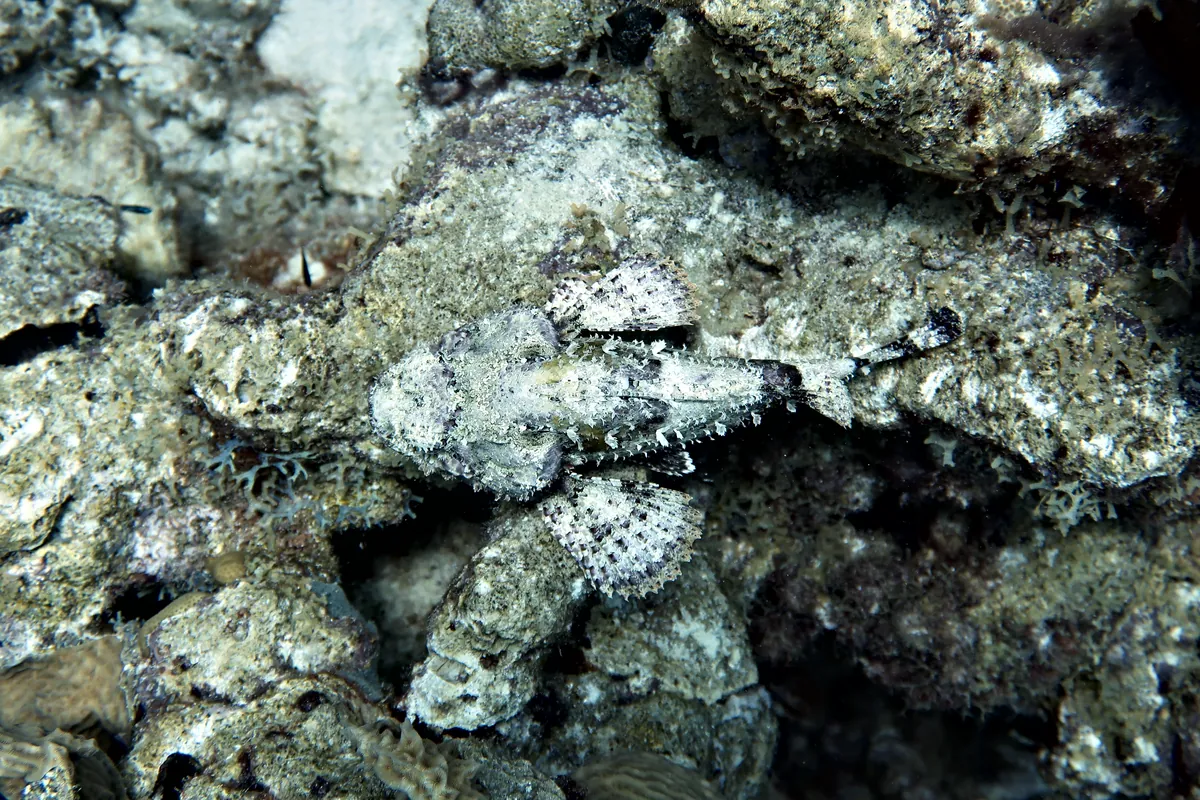 Spotted Scorpionfish
