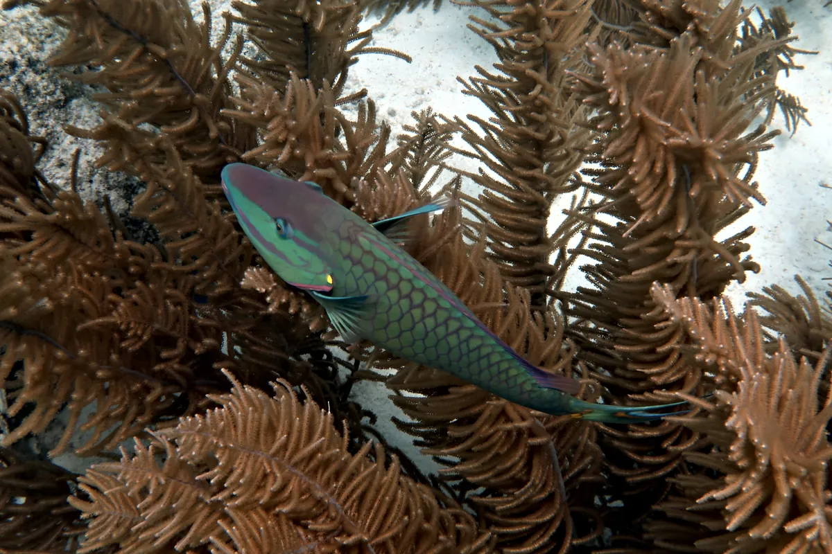 Stoplight Parrotfish