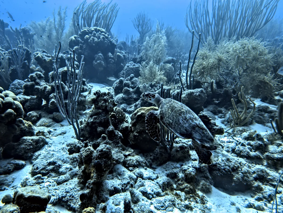 Hawksbill Sea Turtle