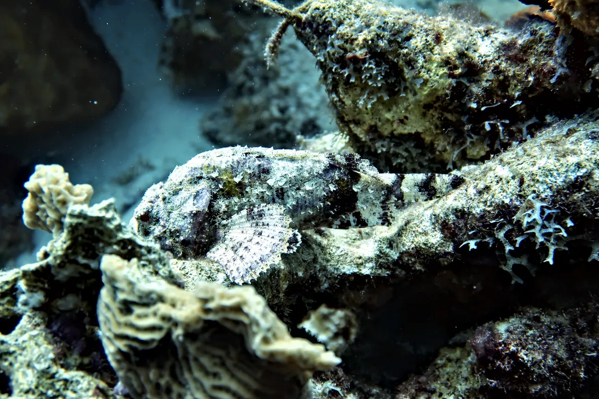 Spotted Scorpionfish
