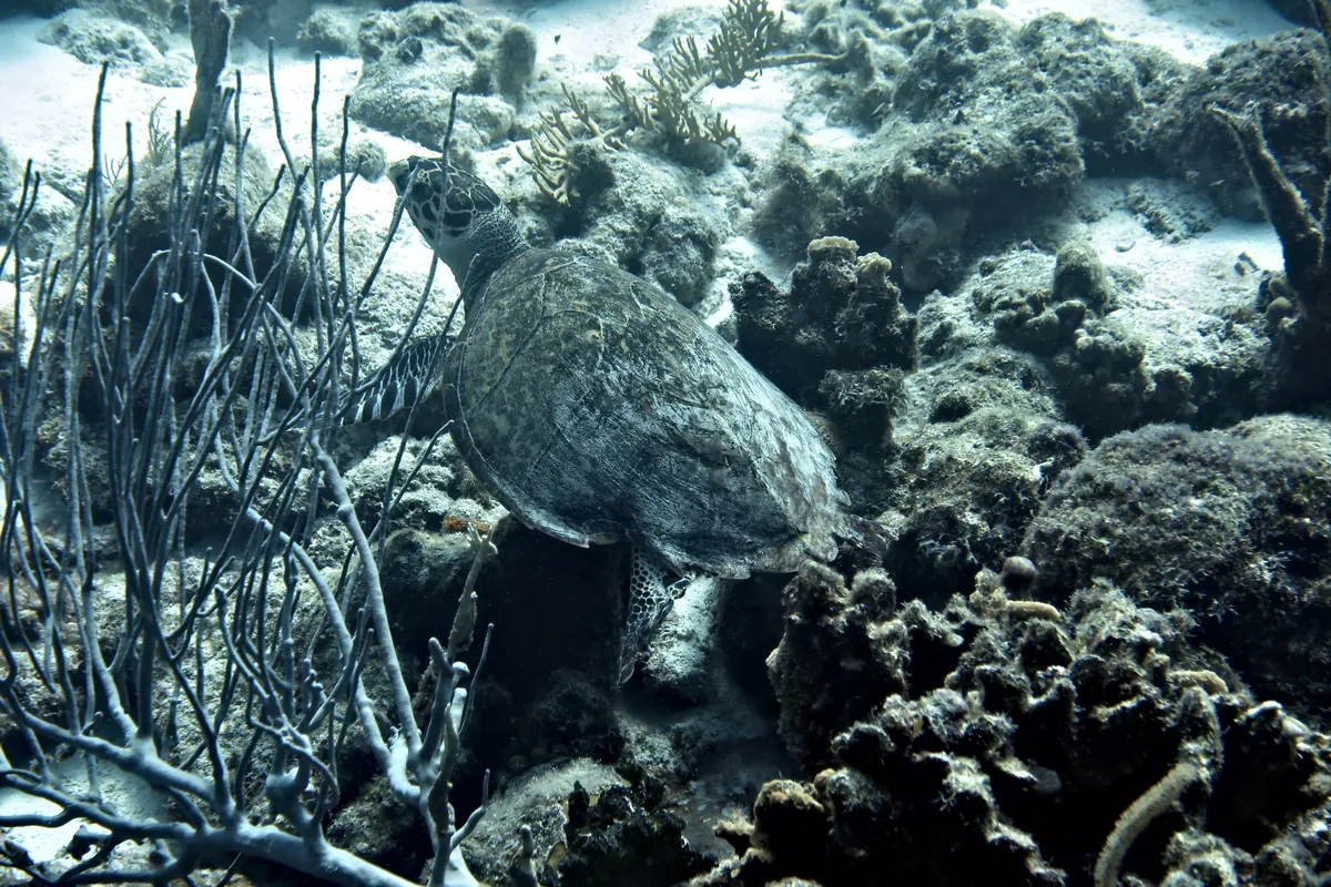 Hawksbill Sea Turtle