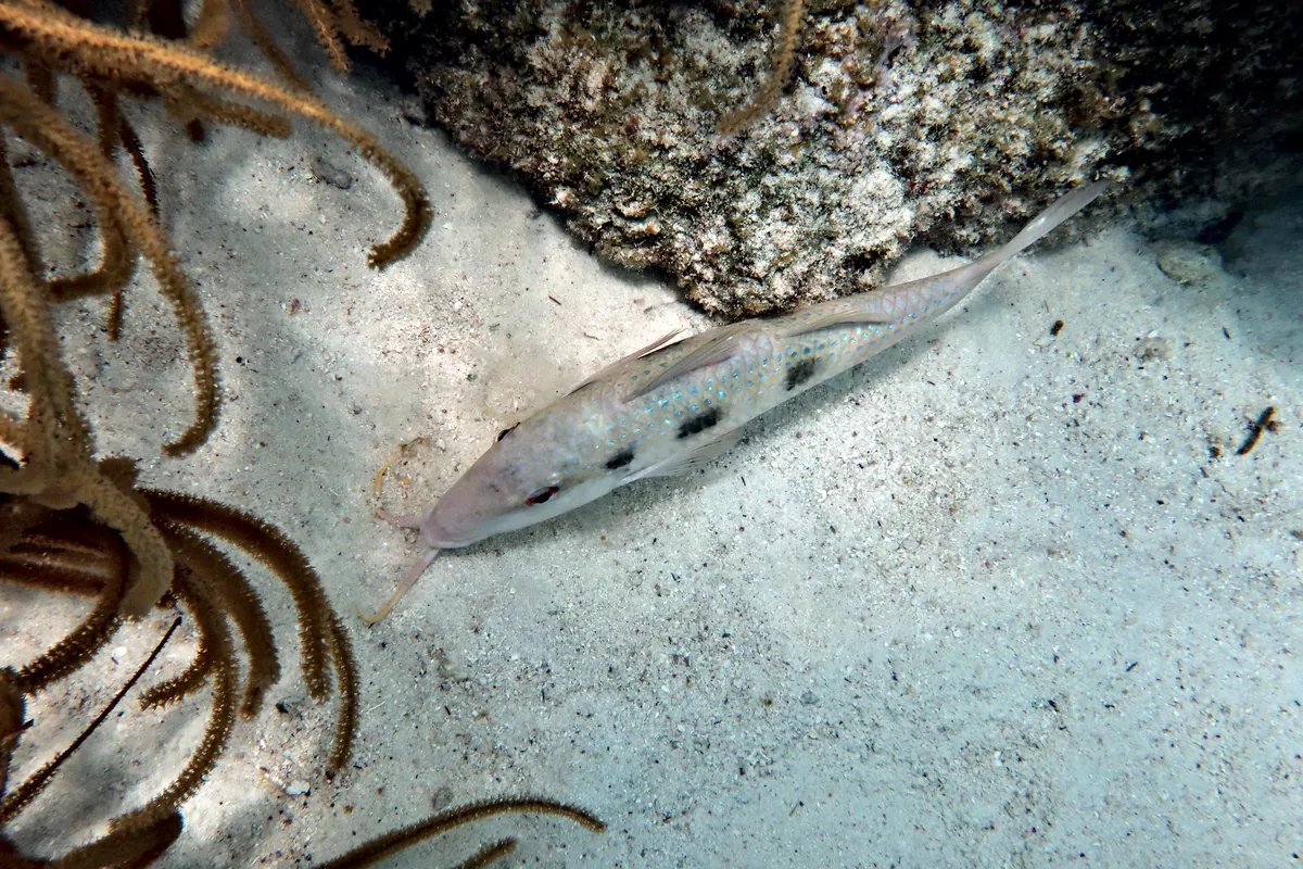 Spotted Goatfish