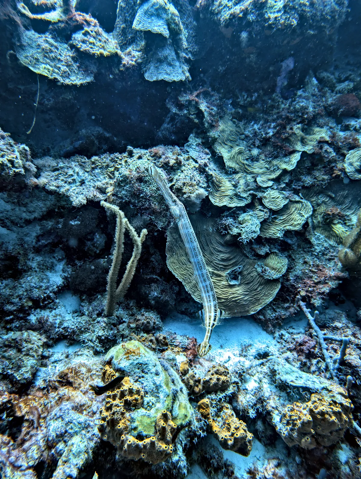 Trumpetfish