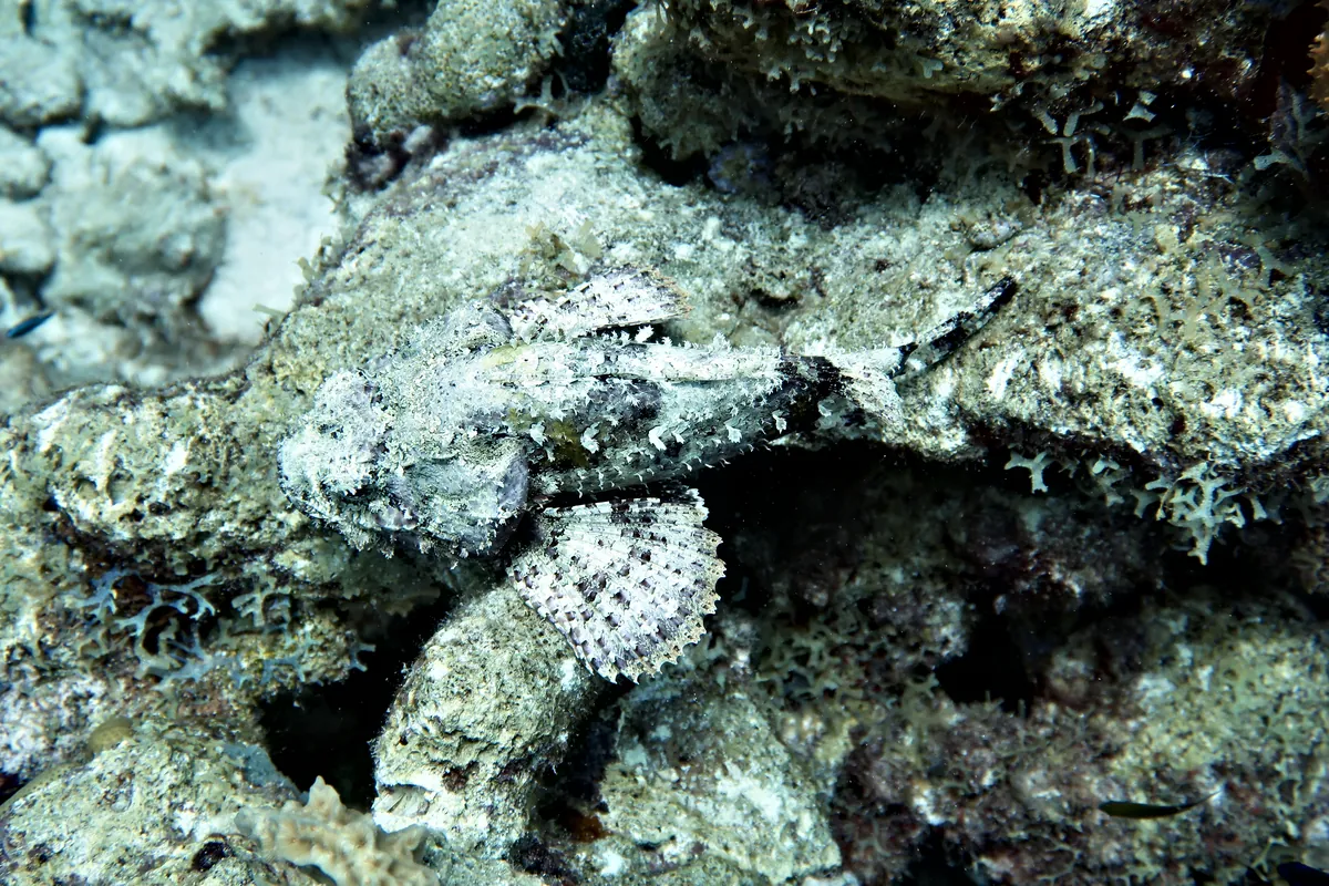 Spotted Scorpionfish