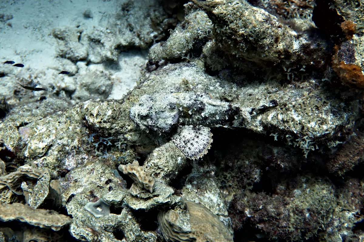 Spotted Scorpionfish