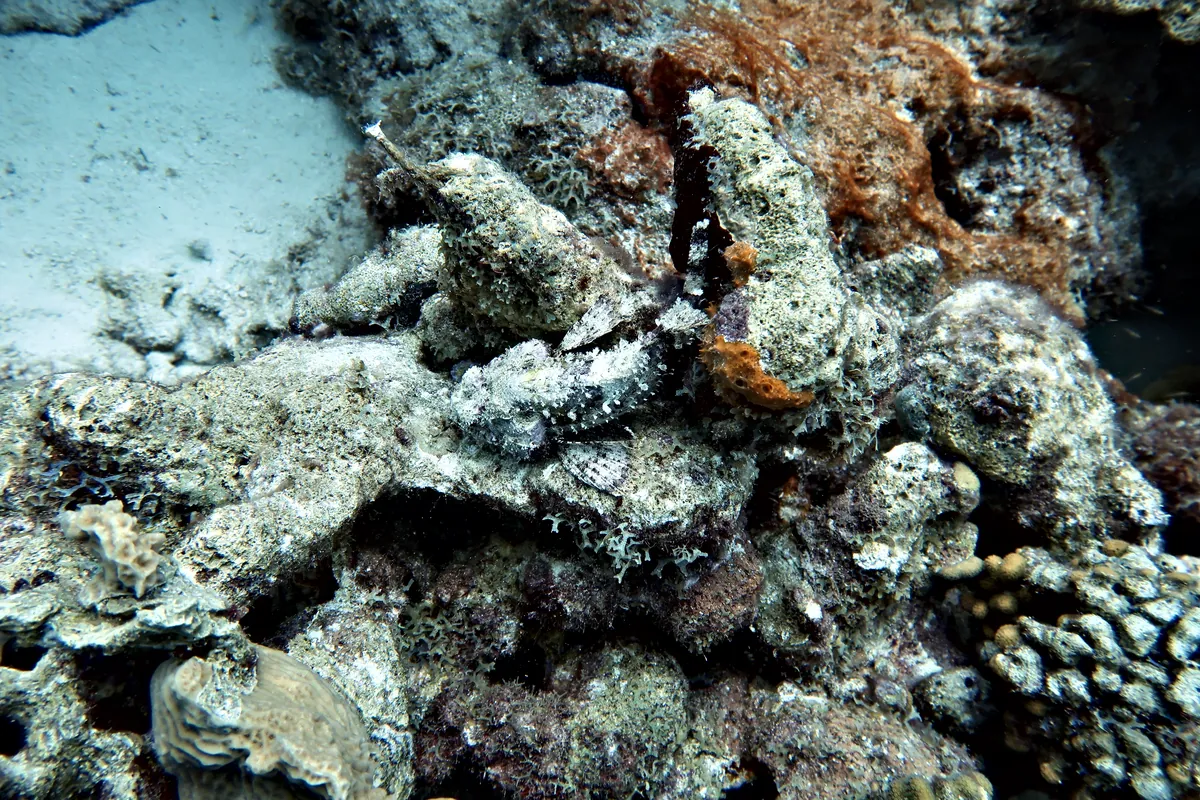 Spotted Scorpionfish