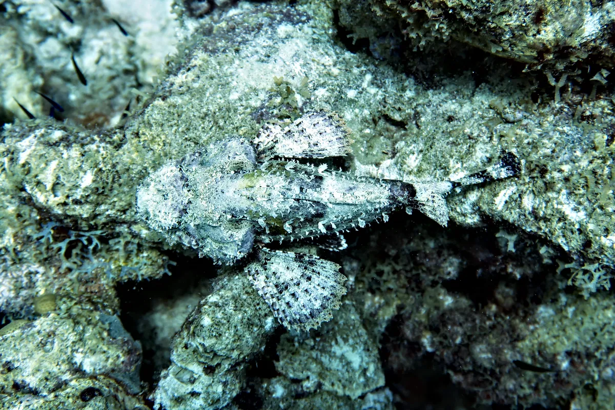 Spotted Scorpionfish