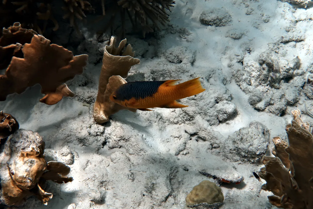 Spanish Hogfish