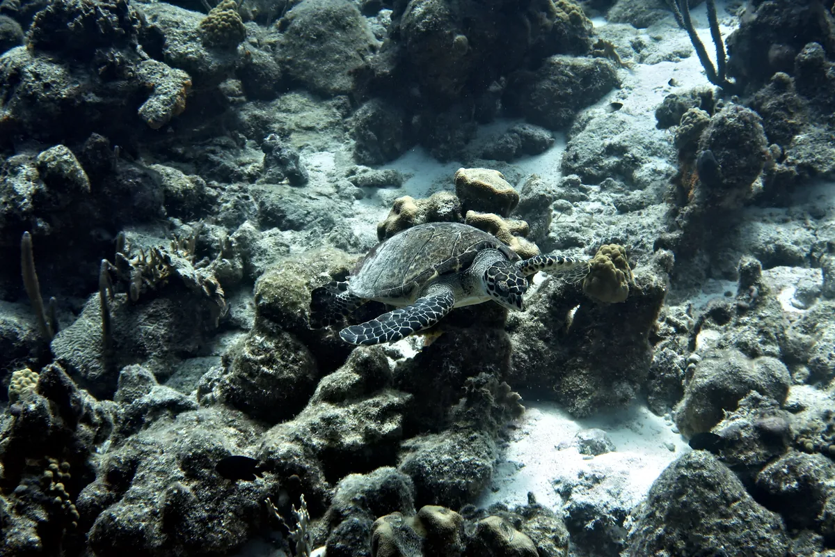 Hawksbill Sea Turtle