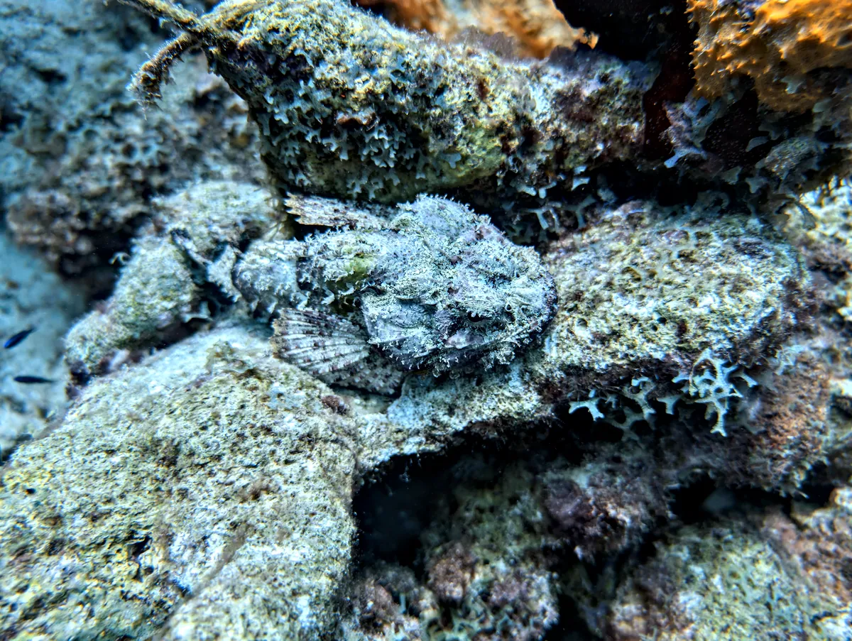 Spotted Scorpionfish